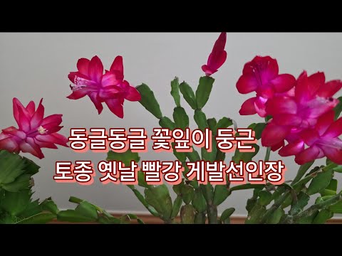 #올해 처음 핀 토종 빨강꽃 너무 이뻐요~~