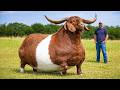 14 LAS RAZAS DE CABRAS MÁS EXTRAÑAS QUE REALMENTE EXISTEN