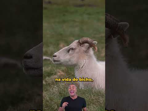 Vídeo: Os chifres voltam a crescer nas cabras?