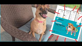 Is the Embark DNA test worth it for your dog