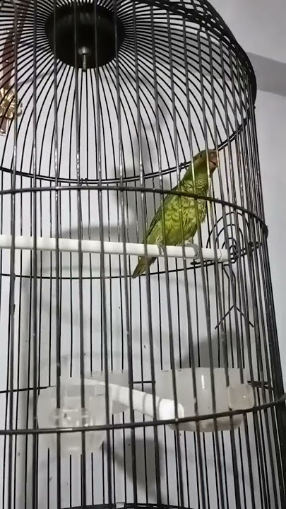 Burung Nuri Perkici Besetannya enak buat masteran burung Murai Batu