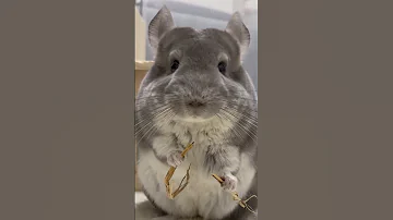 Шиншилла: Это ВАМ не шуба!