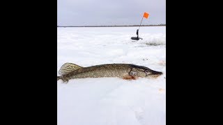 Первая Удачная Зимняя Рыбалка На Щуку