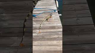 Iguana's Great Escape and Daring Jump Off the Dock