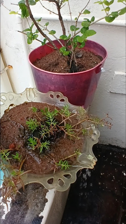 peacefull vlog ##shortsfeed ##minivlog ##diml #couples #weekend #rainy #fish gravy