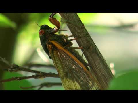 Video: Er cikade en græshoppe?