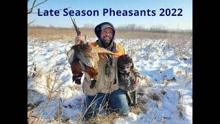 Hunting Late Season Roosters with Wirehaired Pointing Griffons