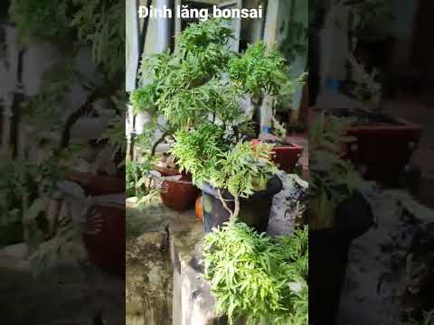 Video Đinh lăng bonsai Sơn Nguyễn - youtube