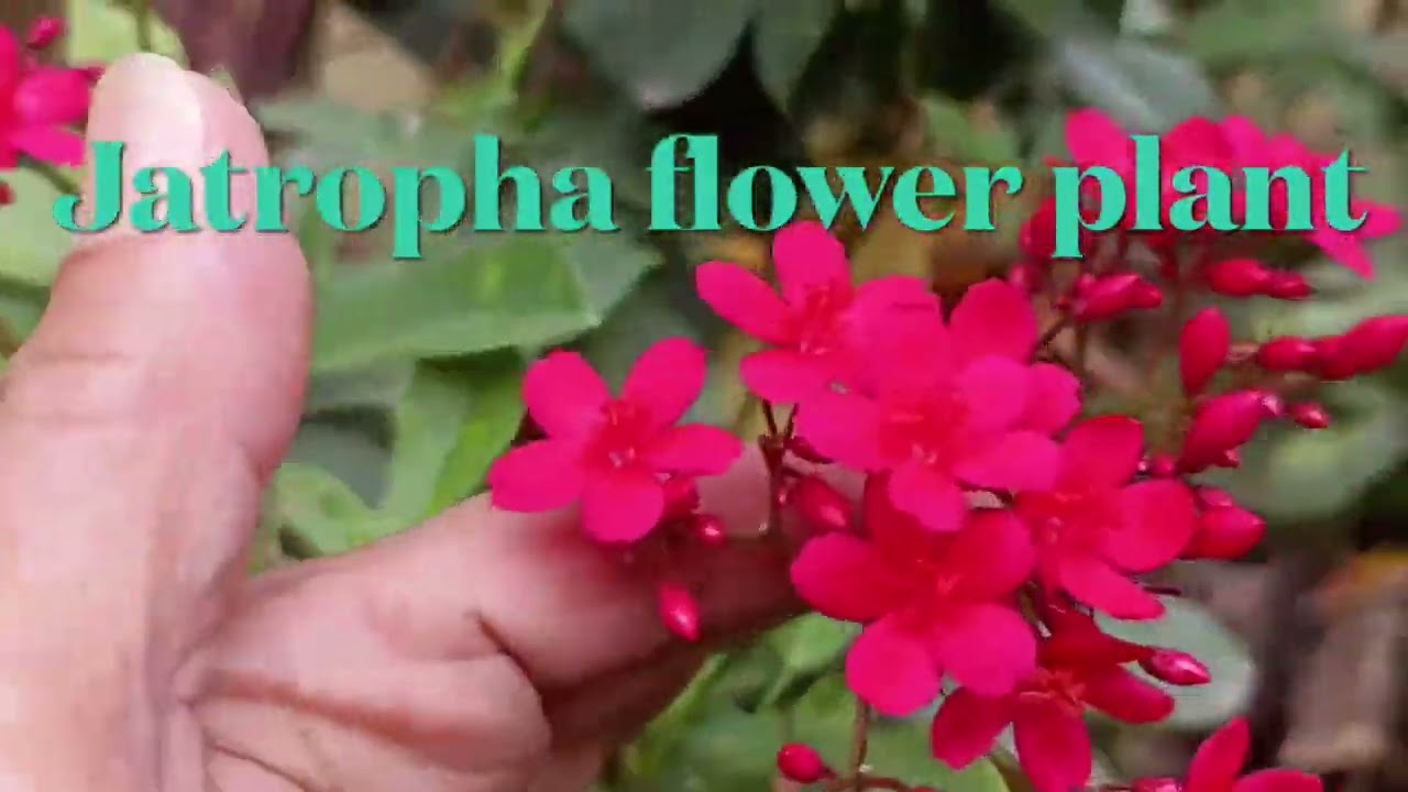 How to grow Jatropha plant from cuttings & complete care of Jatropha plant.