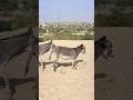 #Donkey#gadha#animals#trending