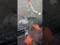Loaded net commercial salmon fishing #alaska #fishing #commercialfishing #boats