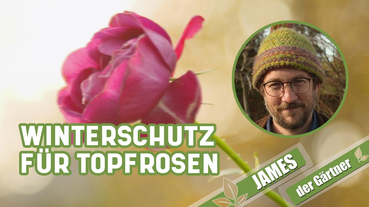 Ein Mäntelchen hält Kälte und Frost on Rosen im Topf ab I James der