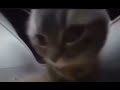 CHIBI CHIBI CHABA CHABA DUBI DUBI DABA DABA CAT Memes CHIBI CHIBI CHABA CHABA DUBI DUBI DABA DABA CAT Memes