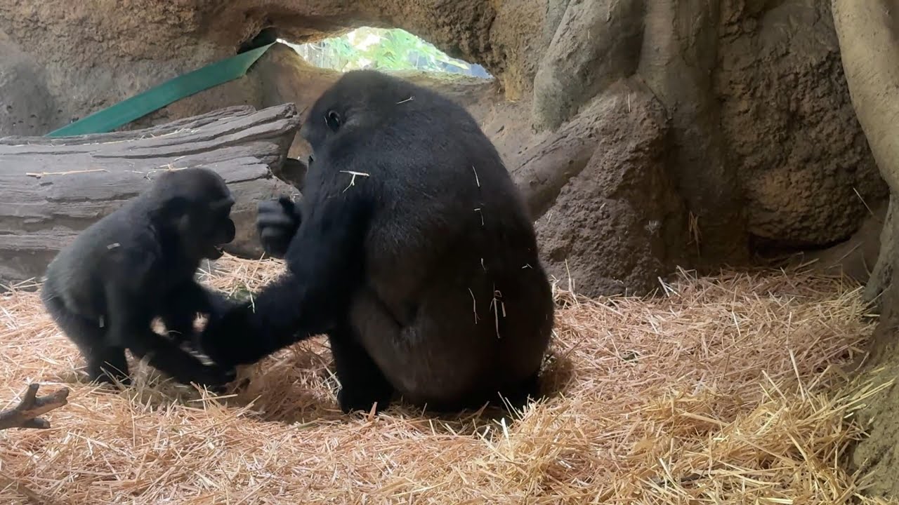 お兄ちゃんと遊ぶスモモちゃん【‎2025年‎6月27日】【上野動物園