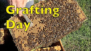 Queen Cell Grafting Schedule
