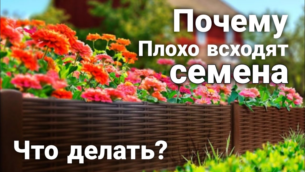 Повышаем всхожесть Семян! - YouTube