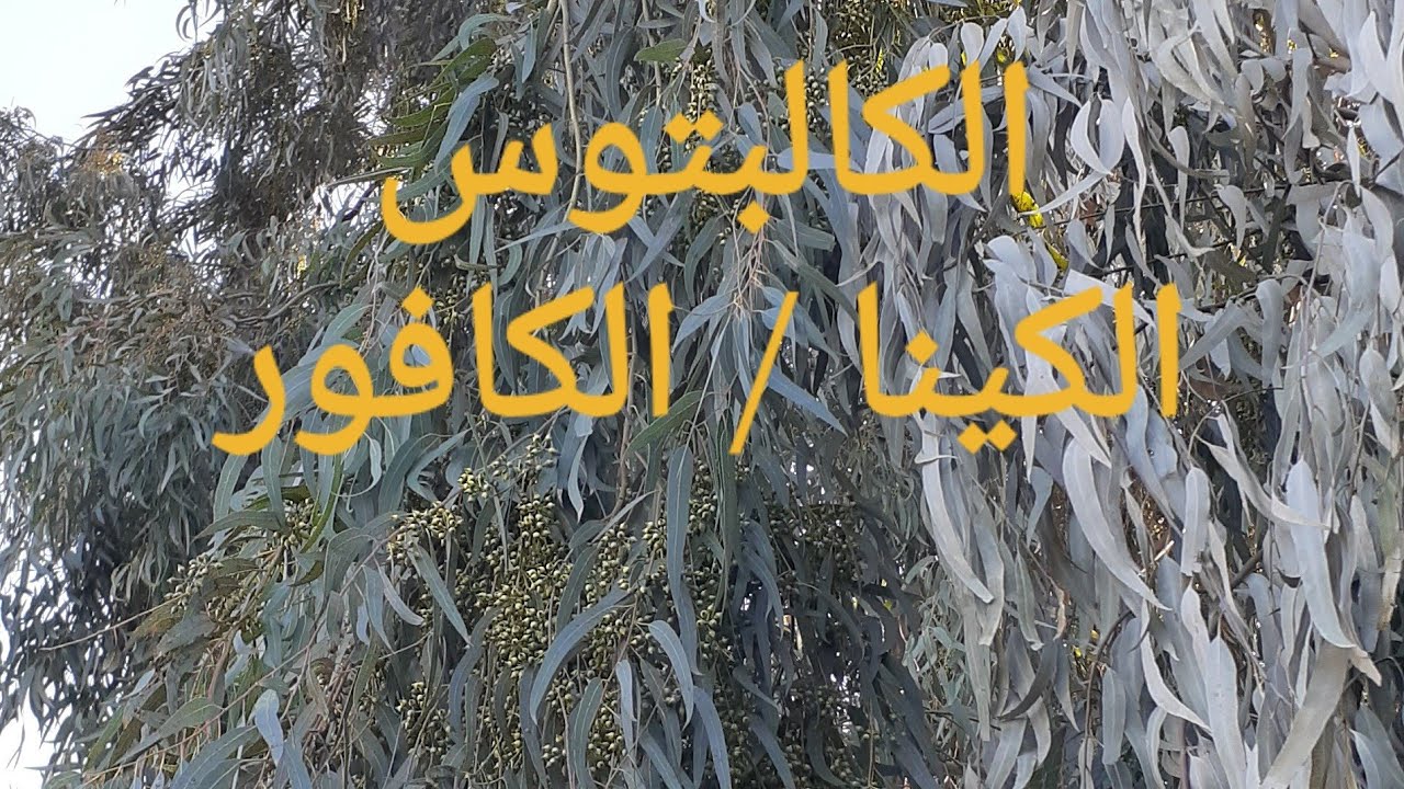 إكثار الكالبتوس من البذور  ، الكينا ، الكافور  ، قلم طوز   ,  how to grow eucalyptus from seeds