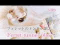 【フェレットferret】トンネルのおもちゃで遊ばせてみた結果大変なことになった【可愛い】【funny】【animals】