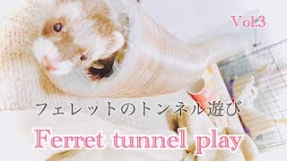 【フェレットferret】トンネルのおもちゃで遊ばせてみた結果大変なことになった【可愛い】【funny】【animals】