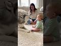 【爆笑】ハスキーに話しかけられて固まる赤ちゃん🐶👶 [LOL] Baby Freezes When a Husky Talks to Them
