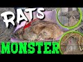Rat hunt  shooting monster rats at a petting zoo