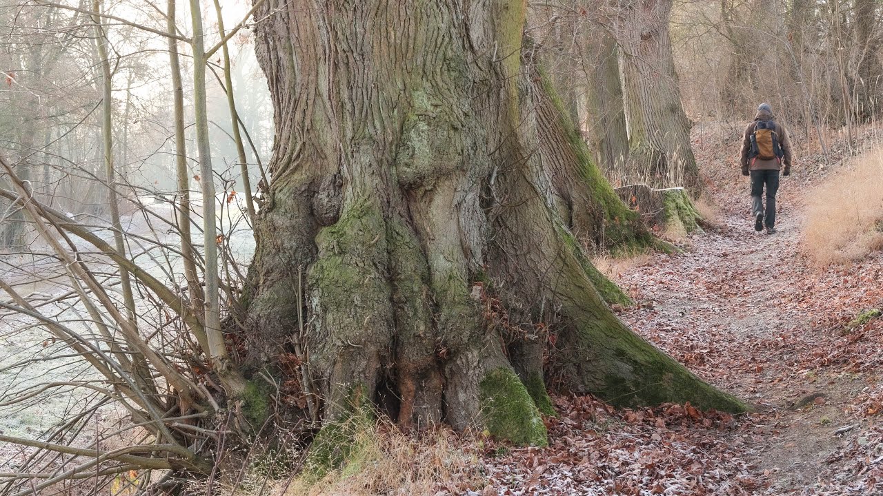 Little Treasures Along the Frosty Forest Path