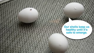 Live from Baby Chick Hatchery | Stay Home, Save Lives