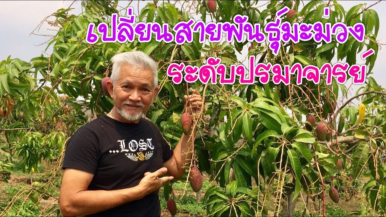 เปลี่ยนสายพันธุ์มะม่วงระดับปรมาจารย์ สร้างเงินล้านง่ายขนาดนี้เลยเหรอ! l Pai91.5