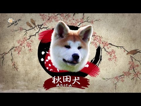 หมาอาคิตะ Akita Inu (秋田犬 )