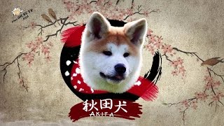 หมาอาคิตะ Akita Inu (秋田犬 )