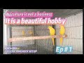 Beautiful Parrots |Yellow Ringneck Parrots | Breeding Birds | Birds Hobby | Episode 3