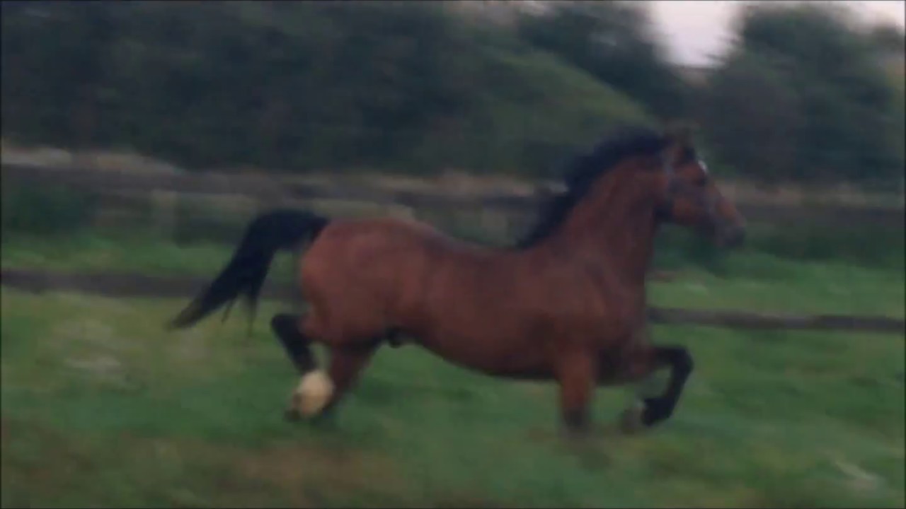 Caederwen Jäger Bomb - YouTube