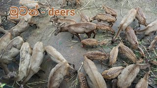 මුවන් - deers
