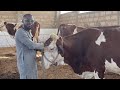 Reussite sngal   elle monte une unit de fromagerie wangachiavec 04 vaches montbliarde