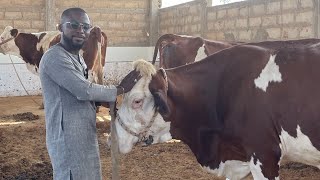 🚨Reussite/ Sénégal 🇸🇳 : elle monte une unité de fromagerie( wangachi)avec 04 vaches montbéliarde