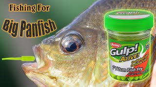 My #1☝Go To Bait For Limiting Out On BIG Panfish: Berkeley Gulp