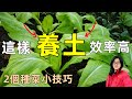 養好土才能種好菜！分享2個小技巧 Making Soil efficiently! 2 tips