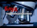 "Блуд под микроскопом".