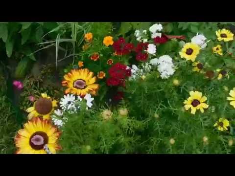 Хризантемы однолетние, легко выращивать.