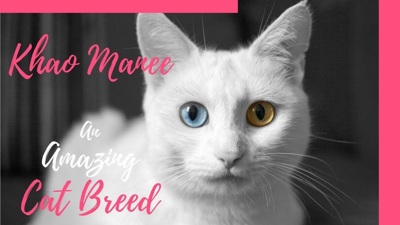 Khao Manee: An amazing cat breed | Are Girlish - YouTube