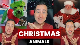 Animals Enjoying Christmas | Taylor Nikolai