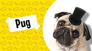 Fatos sobre o PUG! #Dogueiros #Pug #Raças