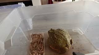 pixie frog eradicating a box of super-worms (LIVE FEEDING)
