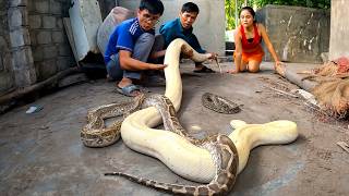 Famous Giant Albino Python Encounter | Most Dangerous Moment Profile