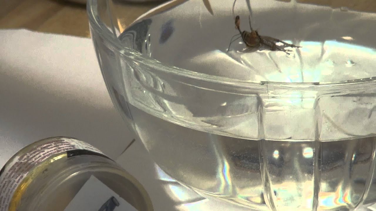 Carp Fishing Bait Glue how to glue cricket to