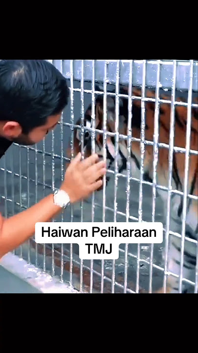 😂 SELAMBA TMJ Bermain dgn Harimau 🐅 MANJA dgn TMJ