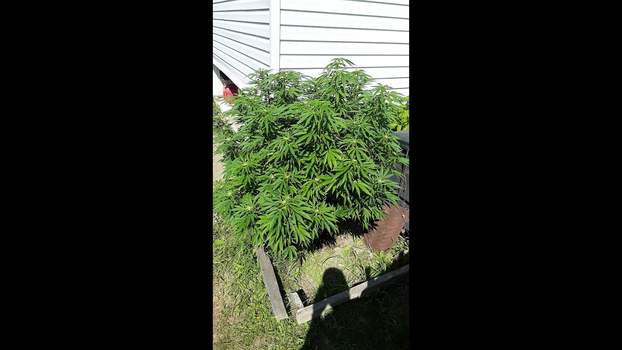 Outdoor Grow, Caramel Kush & Black Indica. Buds are stacking! Sep 16/20
