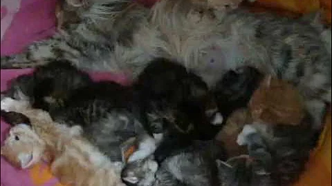 Watch the video about Pile o' Siberian Kittens by Pendraig