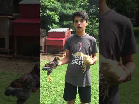 تشخیص جنسیت جوجه های ۴ هفته ای 