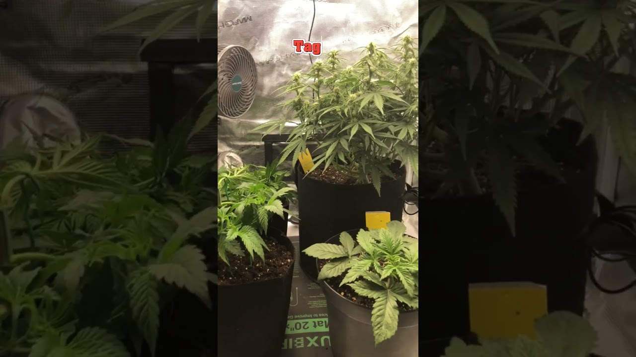 Alien OG 👽 - Die ersten 4 Wochen Wachstum! 🌱 Cannabis Grow Update 